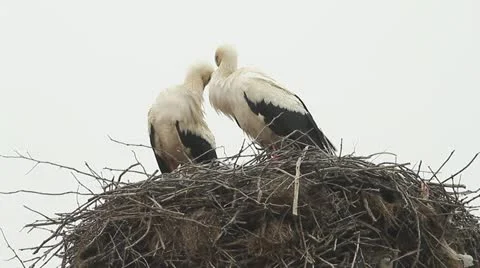 Pair of white storks to nest Stock Footage 22428779