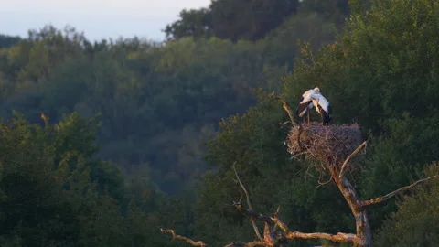 A pair of white storks preening on their nest Video stock 135678347