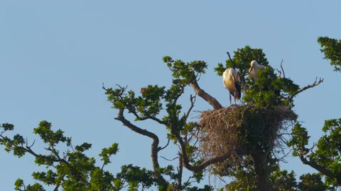A pair of white storks preening on their nest Video stock 135678365
