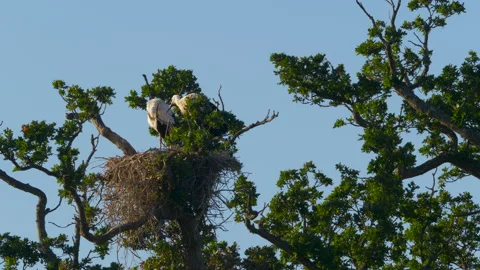 A pair of white storks preening on their nest Video stock 135679604