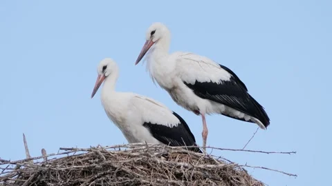 A pair of white storks resting together in their massive nest on a clear blu Stock Footage 340870651