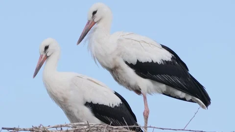 Pair of white storks resting together in a large nest against clear blue sky Stock-Footage 342802188