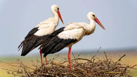 Pair of White Storks Standing on a Large Nest Stock Photos