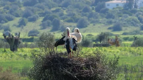 Pair of White Storks Standing Together on Nest 스톡 동영상 338992070