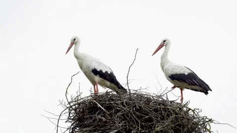 Pair of white storks standing together in nest during breeding season Stock Footage 340106484