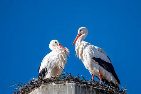 Pair of white storks standing together on nest Stock-Fotos
