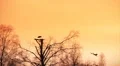 Pair of white storks at sunset HD Footage