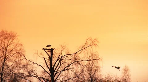 Pair of white storks at sunset 스톡 동영상 1442700