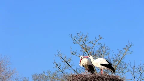 Pair of White Storks Together in Their Nest Against a Blue Sky Stock Footage 343890787