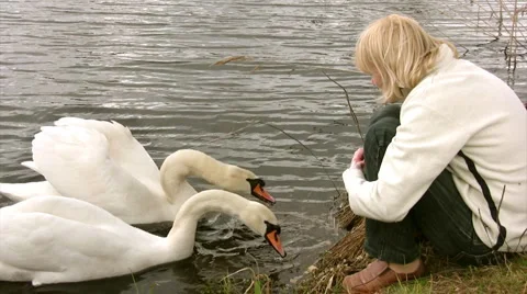  Pair of white  swan  스톡 동영상 1658188