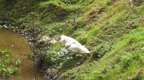 Pair of white swans cleans the feathers near the lake Video stock 41258241