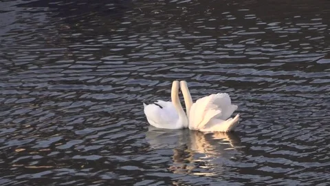 Pair of White Swans dance  In Love Stock Footage 71689252