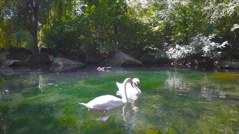 Pair of White Swans Floating on Pool or Pond Stock Footage 115506168