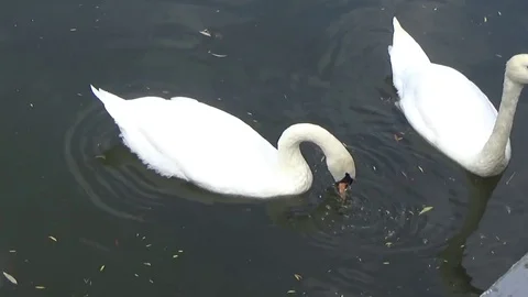 Pair of white swans floating on the river Stock Footage 76727709