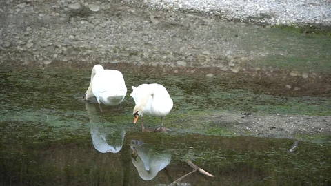 Pair of white swans floating in the river Stock Footage 104979056