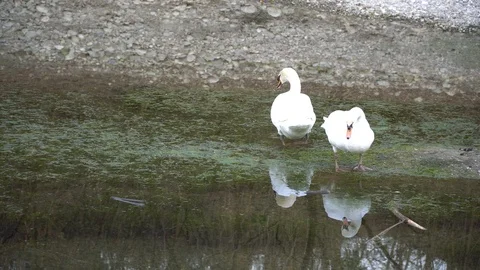 Pair of white swans floating in the river Video stock 104979068
