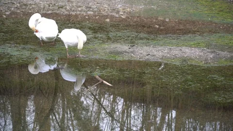 Pair of white swans floating in the river Stock Footage 104979086