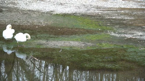 Pair of white swans floating in the river Stock Footage 104979100