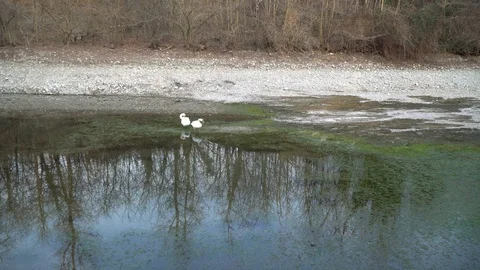 Pair of white swans floating in the river Video stock 104979106