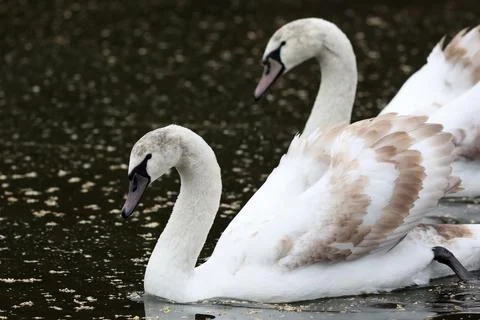 Pair of white swans floating on the river Stock Photos