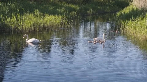 Pair of white swans with fluffy chicks floating on water Video stock 342340507