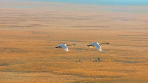 Pair of white swans flying over a golden misty marshland Stock Footage 336997691