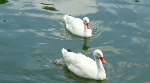 Pair of white swans Stock Footage 770789