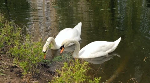 Pair white swans Stock Footage 7130901