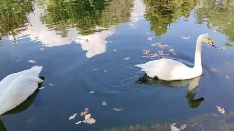 A pair of white swans Stock Footage 288110300