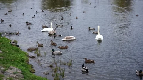 A pair of white swans gracefully swim alongside ducks in a charming city pond Stock Footage 289740694