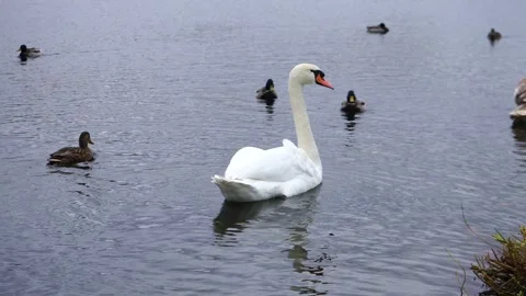 A pair of white swans gracefully swim alongside ducks in a charming city pond Stock Footage 289742161