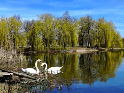 Pair of white swans on the mirror surface of a park pond: concept of loyalty, pu Fotos Stock