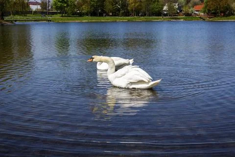 Pair of white swans on the mirror surface of a park pond: concept of loyalty, pu Fotos Stock