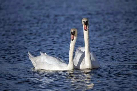 Pair of white swans 스톡 사진