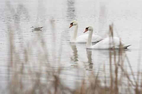 Pair of White Swans Stockfoto's