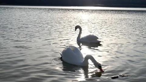 A pair of white swans in the rays of the evening sun slow motion Stock Footage 246437626