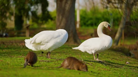 A pair of white swans resting on green grass near a beautiful pond in their Stock Footage 310609253
