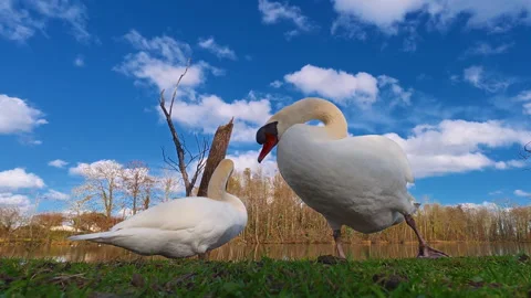 A pair of white swans resting on green grass near a beautiful pond in their Stock Footage 310609548