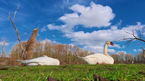 A pair of white swans resting on green grass near a beautiful pond in their Stock Footage 312671875