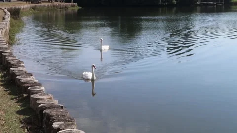A pair of White Swans on the River Beaulieu Stock Footage 342324656