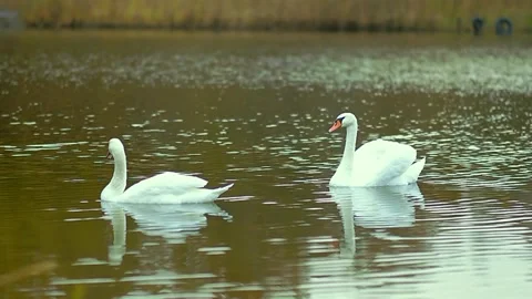 A pair of white swans swim on an autumn lake. Animals, birds and wildlife. Stock Footage 222328341
