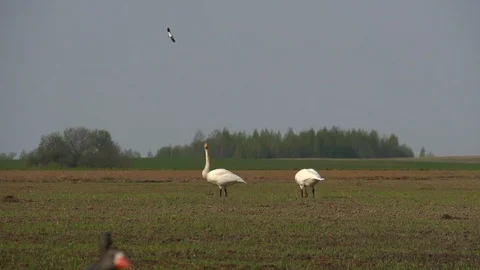 A pair of white swans walking on the arable land and eating the sown grain. Video stock 103839245