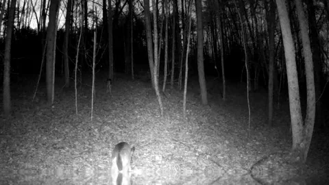 Pair of White Tail Deer Grazing at Dusk in North Carolina Foothills Stock Footage 318047477