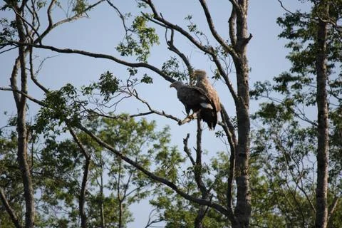 A pair of White-tailed eagles perched in a tree Stock Photos