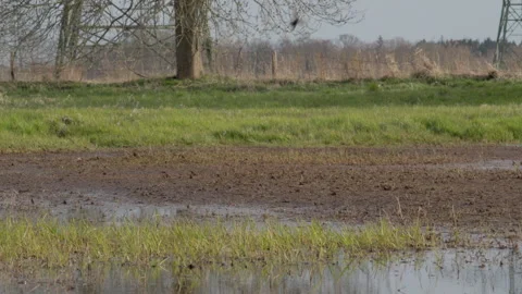 Pair of white wagtails chasing each other over flooded field. 4K 60fps. Vídeos de archivo 334190926