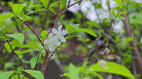 A pair of white Wrightia religiosa flowers blooming on branch. 스톡 동영상 339198006