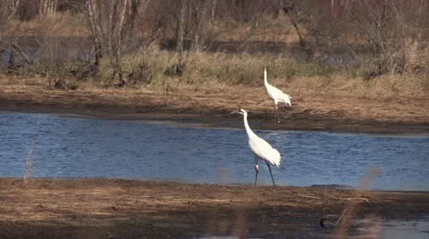 Pair of Whooping Cranes Vocalization  dramatic calls Stock Footage 56739371
