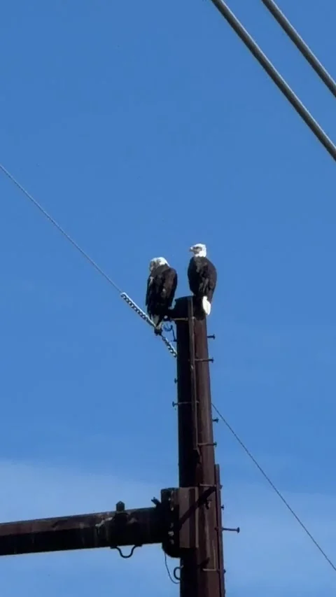 A pair of wild American bald Eagles perched on utility tower. Видео 345284588
