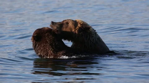 A pair of wild bears play in a waters of a lake in the habitat Vídeo Stock 149894990