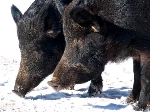A pair of wild boar Stock Photos